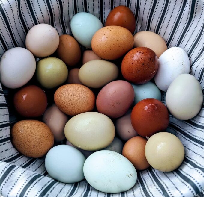 F2 Olive Egger