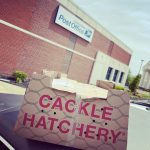 Cackle Hatchery Chick Ship Dates and Store Pickup Dates
