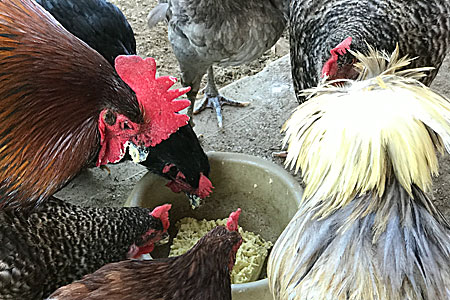 chickens eating cooked eggs