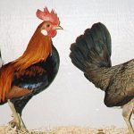 Jungle Fowl