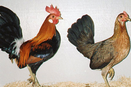 Jungle Fowl