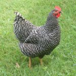 barred plymouth rock chicken outside