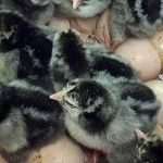 Chicks Hatching