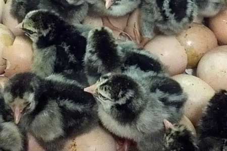 Chicks Hatching