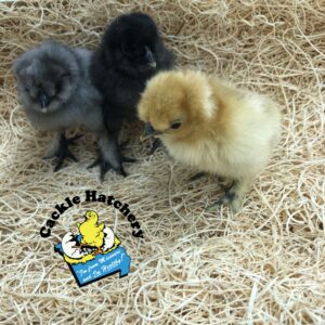 Crazy Cackle Zombie Chickens