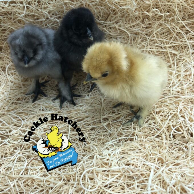 Crazy Cackle Zombie Chickens