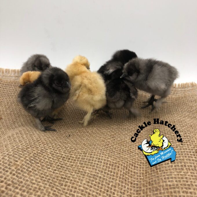 Crazy Cackle Zombie Chickens