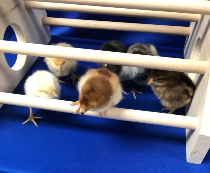 Baby Chick Playground