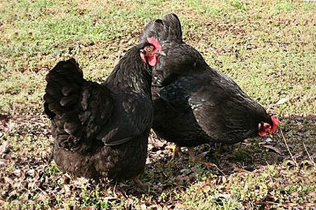 Black Australorp Hens pecking about in a yard