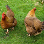Two Welsummer Hens