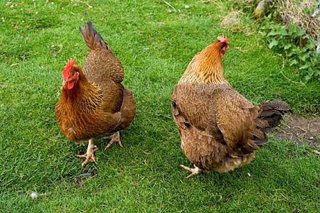 Two Welsummer Hens