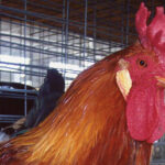 Buttercup chicken in a cage
