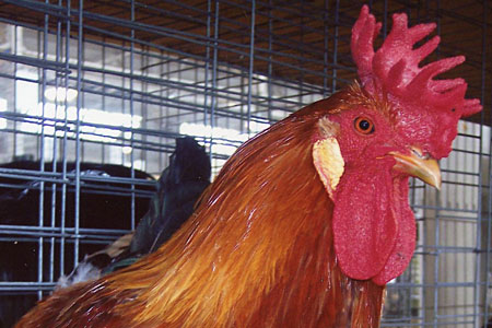 Buttercup chicken in a cage
