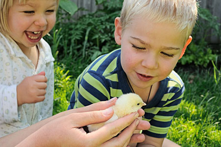 Two children viewing a baby chick