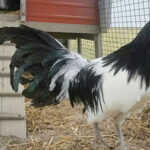 A Lakenvelder Chicken
