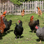 A mixed flock of chickens in a backyard