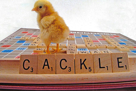 A baby chick stands on a Scrabble board. The tiles in the foreground spell out "Cackle"
