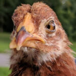 A chicken with crossbeak