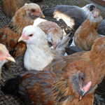 Easter Egger Bantam Chickens