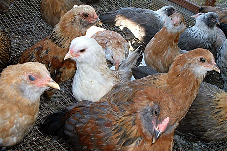 Easter Egger Bantam Chickens