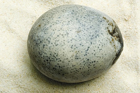 A Berryfield egg