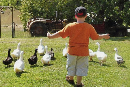 A young man herds some ducks