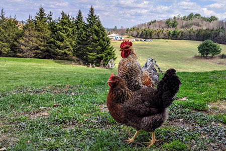 A Bielfelders chicken in a field
