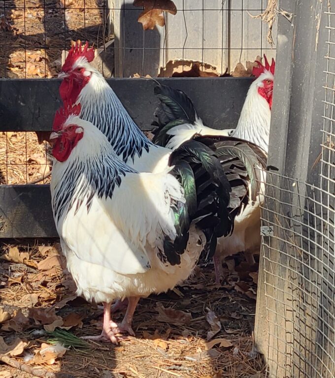 Three Light Sussex chickens with black markings stand together in a sunny pen with leaves on the ground.