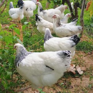 Light Sussex Chickens with white feathers and black markings forage on grassy ground among plants and trees.