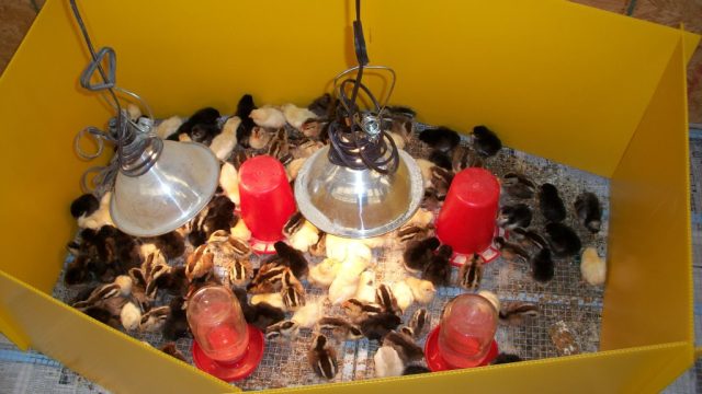 Cackle's Brooder Guard-4768