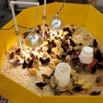 Chicks under a Lamp