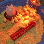 Chicks in Baby Pool