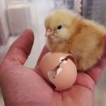Chick out of Egg