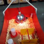 Chicks under a Lamp