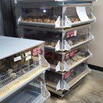 Baby Chicks In Store