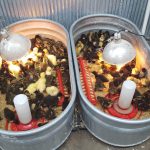 In Store baby Chicks