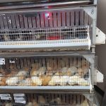 Baby Chicks on Display