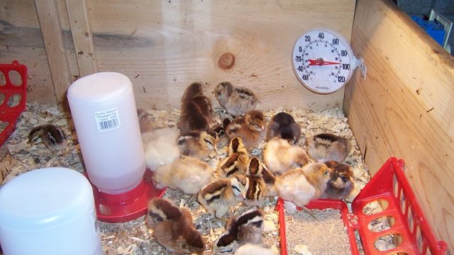 Several chicks gather in a wooden brooder with a thermometer, water dispenser, and feeder trays filled with feed.