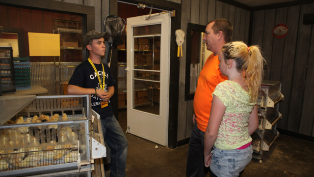 baby chicks for sale