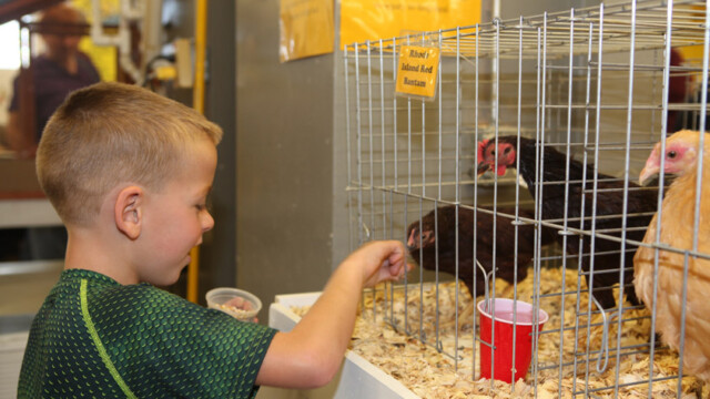 hand feeding chickens