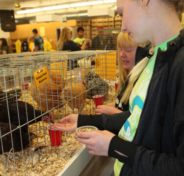hand feeding chickens