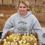 A woman in a Cackle Hatchery sweatshirt holds boxes filled with yellow ducklings in a room with shipping boxes.