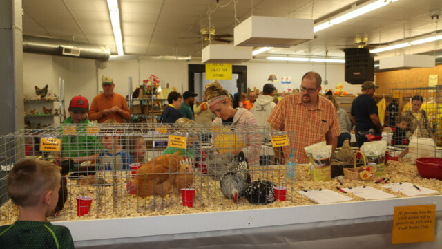 hand feeding chickens