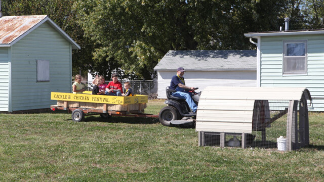 mini hay rides chicken festival