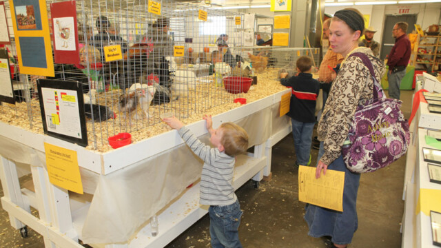 A child reaches toward a cage of show chickens at an indoor exhibit while an adult stands nearby holding papers.