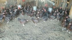 A large group of chickens with speckled feathers stand on the ground inside a fenced indoor enclosure.