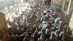 Barred Rock Chickens in group coop