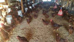 A large group of brown chickens inside a spacious, well-lit poultry barn with feeding and watering stations.