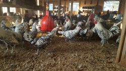Several black and white speckled chickens gather inside a wire-enclosed coop with a red hanging feeder.