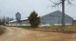 Huge Grey Poultry Chicken Barn